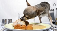 Kaj in kako nahraniti terierja, prehrano mladička in odraslega psa